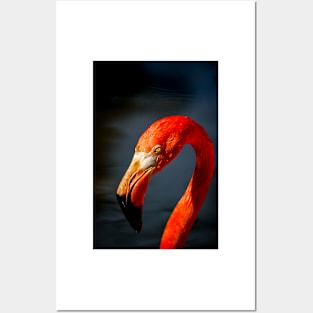 Flamingo Posters and Art